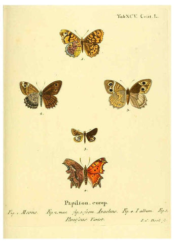 Reproducción/Reproduction 6102777073: Die Schmetterlinge in Abbildungen nach der Natur. v.1 plates. Leipzig :T.O. Weigel,[1829-1839] 