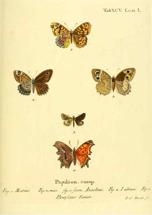 Reproducción/Reproduction 6102777073: Die Schmetterlinge in Abbildungen nach der Natur. v.1 plates. Leipzig :T.O. Weigel,[1829-1839] 