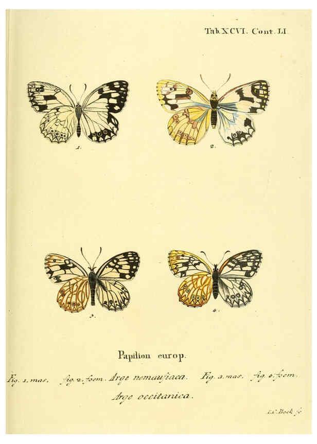 Reproducción/Reproduction 6103323124: Die Schmetterlinge in Abbildungen nach der Natur. v.1 plates. Leipzig :T.O. Weigel,[1829-1839] 