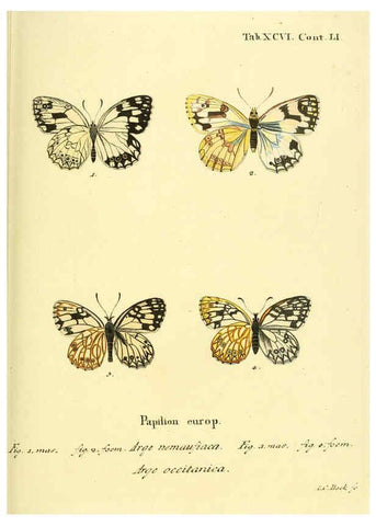 Reproducción/Reproduction 6103323124: Die Schmetterlinge in Abbildungen nach der Natur. v.1 plates. Leipzig :T.O. Weigel,[1829-1839] 
