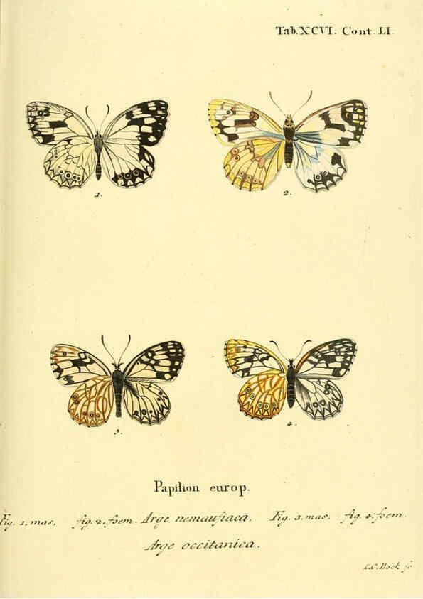 Reproducción/Reproduction 6103323124: Die Schmetterlinge in Abbildungen nach der Natur. v.1 plates. Leipzig :T.O. Weigel,[1829-1839] 