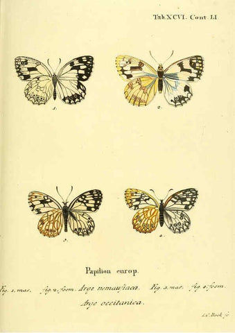 Reproducción/Reproduction 6103323124: Die Schmetterlinge in Abbildungen nach der Natur. v.1 plates. Leipzig :T.O. Weigel,[1829-1839] 