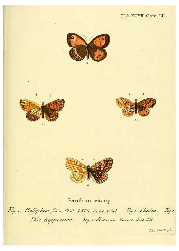 Reproducción/Reproduction 6102777621: Die Schmetterlinge in Abbildungen nach der Natur. v.1 plates. Leipzig :T.O. Weigel,[1829-1839] 