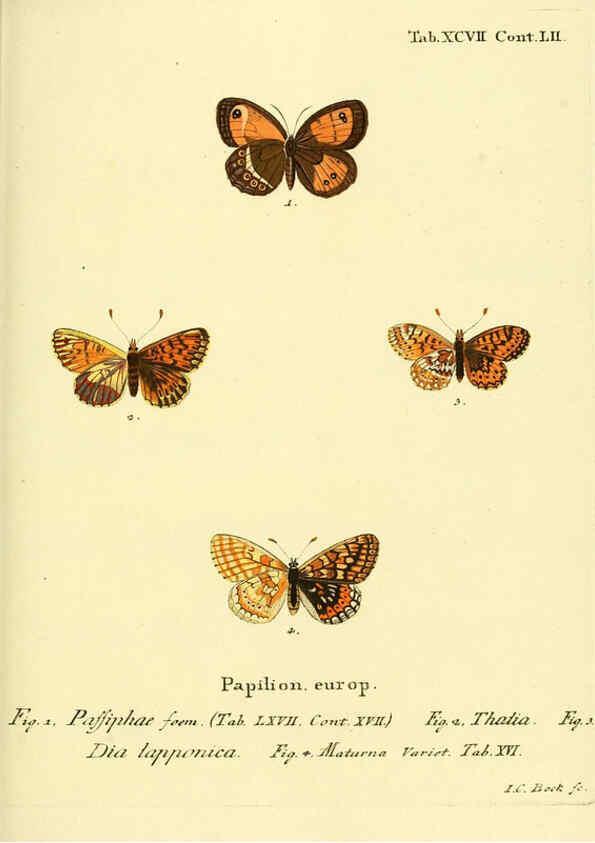 Reproducción/Reproduction 6102777621: Die Schmetterlinge in Abbildungen nach der Natur. v.1 plates. Leipzig :T.O. Weigel,[1829-1839] 