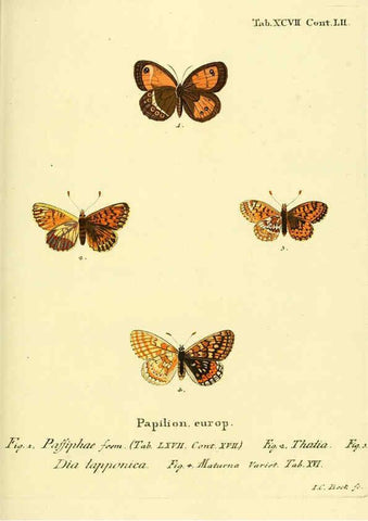 Reproducción/Reproduction 6102777621: Die Schmetterlinge in Abbildungen nach der Natur. v.1 plates. Leipzig :T.O. Weigel,[1829-1839] 