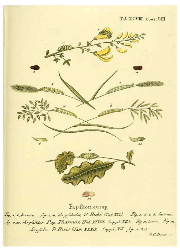 Reproducción/Reproduction 6103323672: Die Schmetterlinge in Abbildungen nach der Natur. v.1 plates. Leipzig :T.O. Weigel,[1829-1839] 