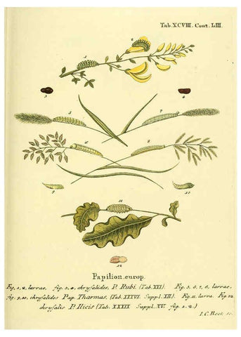 Reproducción/Reproduction 6103323672: Die Schmetterlinge in Abbildungen nach der Natur. v.1 plates. Leipzig :T.O. Weigel,[1829-1839] 