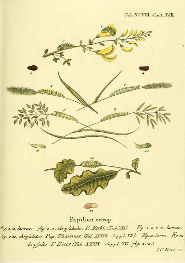 Reproducción/Reproduction 6103323672: Die Schmetterlinge in Abbildungen nach der Natur. v.1 plates. Leipzig :T.O. Weigel,[1829-1839] 