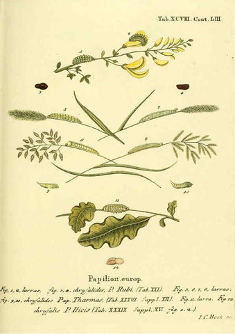 Reproducción/Reproduction 6103323672: Die Schmetterlinge in Abbildungen nach der Natur. v.1 plates. Leipzig :T.O. Weigel,[1829-1839] 