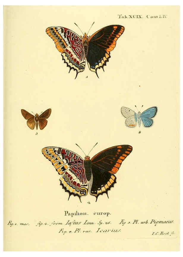 Reproducción/Reproduction 6103323908: Die Schmetterlinge in Abbildungen nach der Natur. v.1 plates. Leipzig :T.O. Weigel,[1829-1839] 