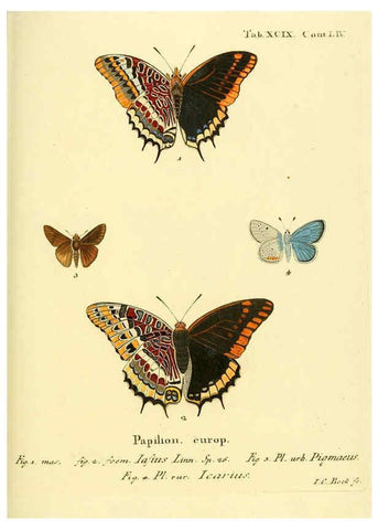Reproducción/Reproduction 6103323908: Die Schmetterlinge in Abbildungen nach der Natur. v.1 plates. Leipzig :T.O. Weigel,[1829-1839] 