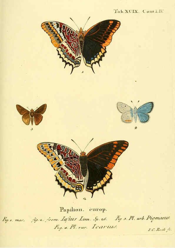 Reproducción/Reproduction 6103323908: Die Schmetterlinge in Abbildungen nach der Natur. v.1 plates. Leipzig :T.O. Weigel,[1829-1839] 