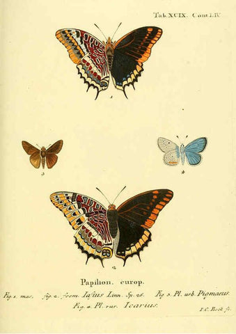 Reproducción/Reproduction 6103323908: Die Schmetterlinge in Abbildungen nach der Natur. v.1 plates. Leipzig :T.O. Weigel,[1829-1839] 