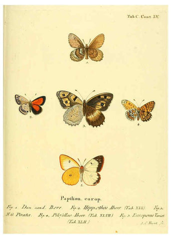 Reproducción/Reproduction 6103324230: Die Schmetterlinge in Abbildungen nach der Natur. v.1 plates. Leipzig :T.O. Weigel,[1829-1839] 