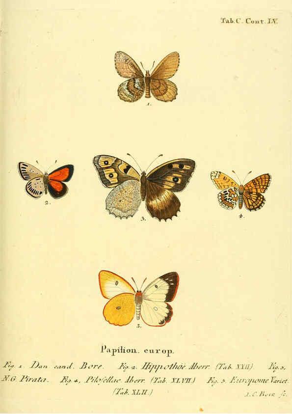 Reproducción/Reproduction 6103324230: Die Schmetterlinge in Abbildungen nach der Natur. v.1 plates. Leipzig :T.O. Weigel,[1829-1839] 