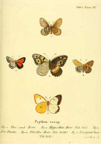 Reproducción/Reproduction 6103324230: Die Schmetterlinge in Abbildungen nach der Natur. v.1 plates. Leipzig :T.O. Weigel,[1829-1839] 
