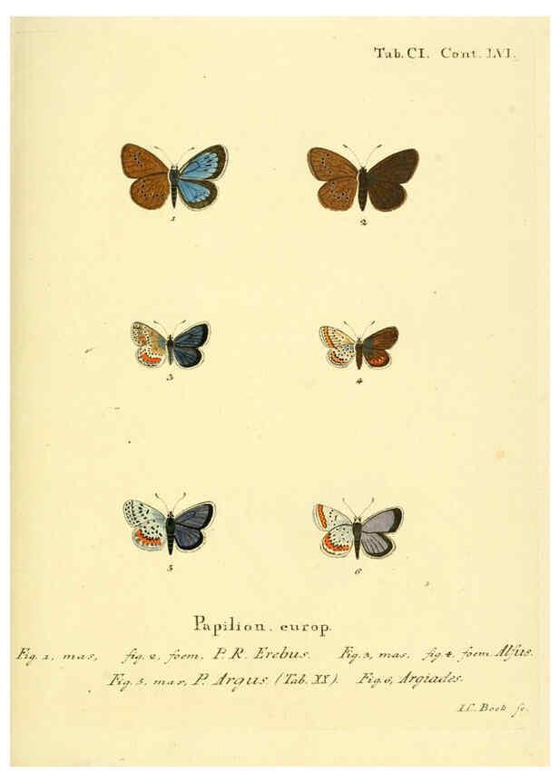 Reproducción/Reproduction 6103324548: Die Schmetterlinge in Abbildungen nach der Natur. v.1 plates. Leipzig :T.O. Weigel,[1829-1839] 