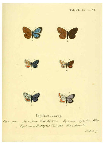 Reproducción/Reproduction 6103324548: Die Schmetterlinge in Abbildungen nach der Natur. v.1 plates. Leipzig :T.O. Weigel,[1829-1839] 