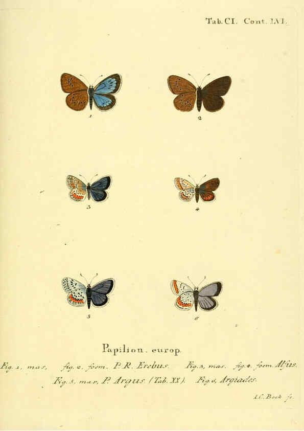 Reproducción/Reproduction 6103324548: Die Schmetterlinge in Abbildungen nach der Natur. v.1 plates. Leipzig :T.O. Weigel,[1829-1839] 