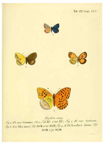 Reproducción/Reproduction 6103324778: Die Schmetterlinge in Abbildungen nach der Natur. v.1 plates. Leipzig :T.O. Weigel,[1829-1839] 