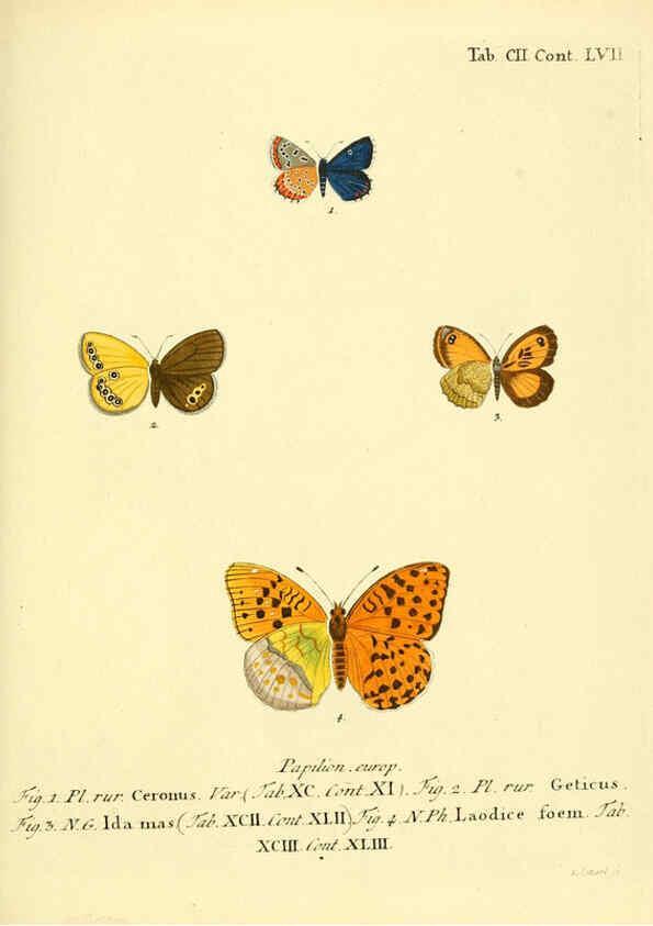 Reproducción/Reproduction 6103324778: Die Schmetterlinge in Abbildungen nach der Natur. v.1 plates. Leipzig :T.O. Weigel,[1829-1839] 