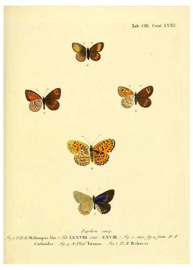 Reproducción/Reproduction 6103324998: Die Schmetterlinge in Abbildungen nach der Natur. v.1 plates. Leipzig :T.O. Weigel,[1829-1839] 