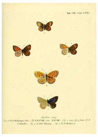 Reproducción/Reproduction 6103324998: Die Schmetterlinge in Abbildungen nach der Natur. v.1 plates. Leipzig :T.O. Weigel,[1829-1839] 