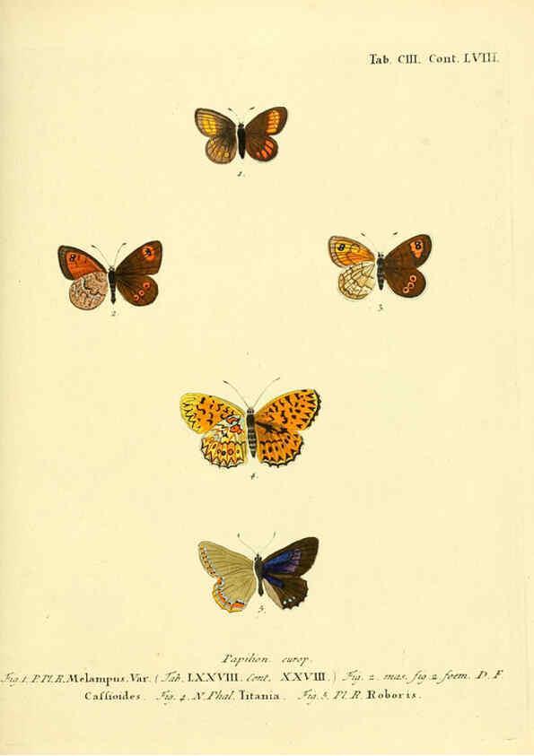 Reproducción/Reproduction 6103324998: Die Schmetterlinge in Abbildungen nach der Natur. v.1 plates. Leipzig :T.O. Weigel,[1829-1839] 