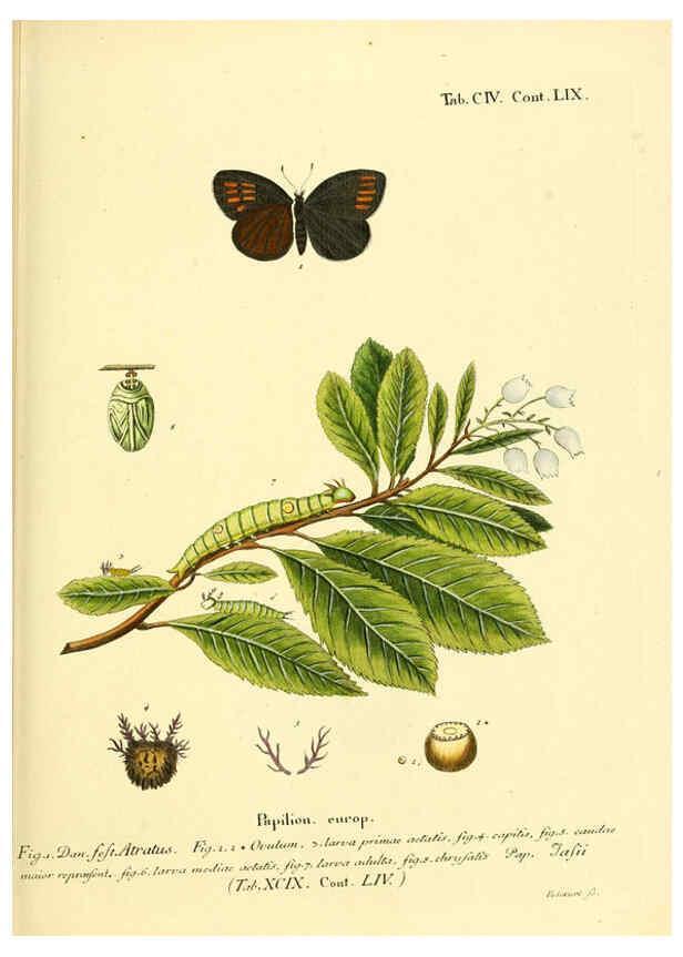 Reproducción/Reproduction 6103325246: Die Schmetterlinge in Abbildungen nach der Natur. v.1 plates. Leipzig :T.O. Weigel,[1829-1839] 