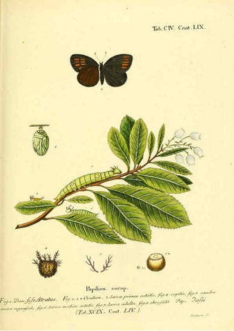Reproducción/Reproduction 6103325246: Die Schmetterlinge in Abbildungen nach der Natur. v.1 plates. Leipzig :T.O. Weigel,[1829-1839] 