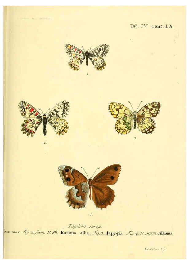 Reproducción/Reproduction 6103325480: Die Schmetterlinge in Abbildungen nach der Natur. v.1 plates. Leipzig :T.O. Weigel,[1829-1839] 