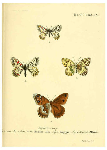 Reproducción/Reproduction 6103325480: Die Schmetterlinge in Abbildungen nach der Natur. v.1 plates. Leipzig :T.O. Weigel,[1829-1839] 