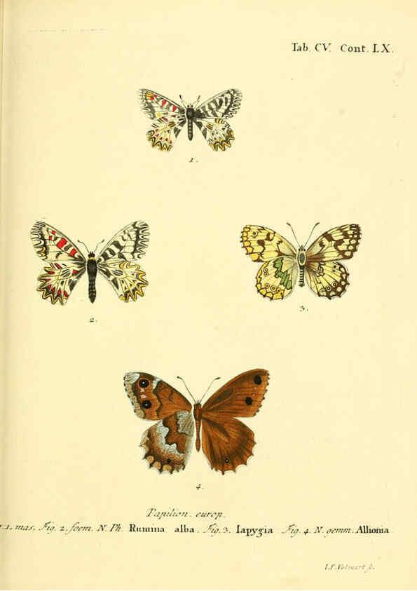 Reproducción/Reproduction 6103325480: Die Schmetterlinge in Abbildungen nach der Natur. v.1 plates. Leipzig :T.O. Weigel,[1829-1839] 