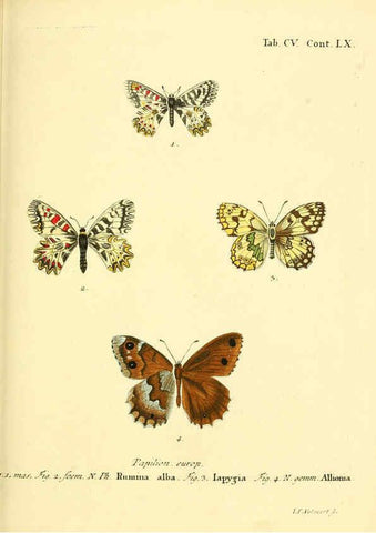 Reproducción/Reproduction 6103325480: Die Schmetterlinge in Abbildungen nach der Natur. v.1 plates. Leipzig :T.O. Weigel,[1829-1839] 