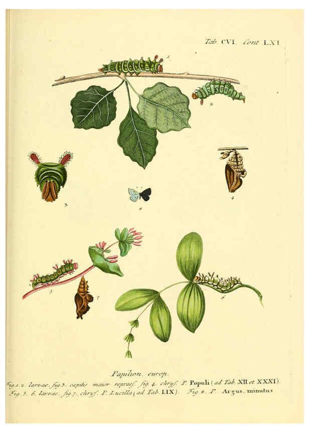 Reproducción/Reproduction 6102779953: Die Schmetterlinge in Abbildungen nach der Natur. v.1 plates. Leipzig :T.O. Weigel,[1829-1839] 