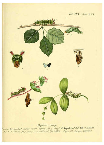 Reproducción/Reproduction 6102779953: Die Schmetterlinge in Abbildungen nach der Natur. v.1 plates. Leipzig :T.O. Weigel,[1829-1839] 