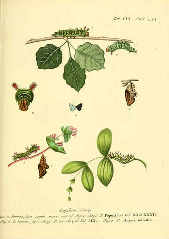 Reproducción/Reproduction 6102779953: Die Schmetterlinge in Abbildungen nach der Natur. v.1 plates. Leipzig :T.O. Weigel,[1829-1839] 