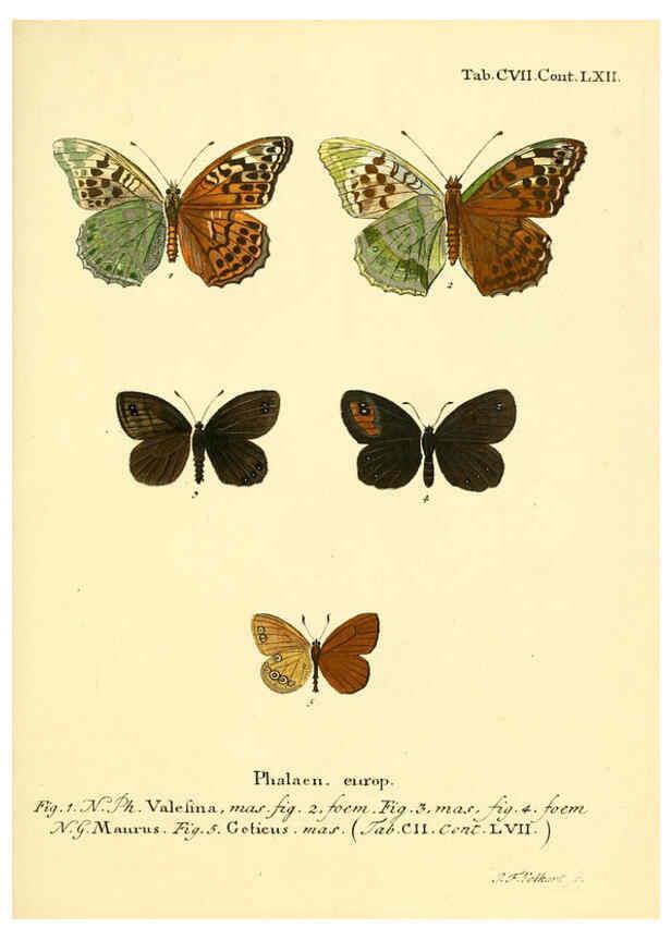 Reproducción/Reproduction 6102780219: Die Schmetterlinge in Abbildungen nach der Natur. v.1 plates. Leipzig :T.O. Weigel,[1829-1839] 