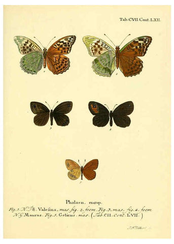 Reproducción/Reproduction 6102780219: Die Schmetterlinge in Abbildungen nach der Natur. v.1 plates. Leipzig :T.O. Weigel,[1829-1839] 