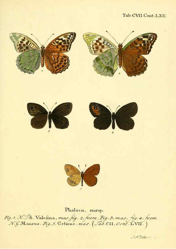 Reproducción/Reproduction 6102780219: Die Schmetterlinge in Abbildungen nach der Natur. v.1 plates. Leipzig :T.O. Weigel,[1829-1839] 