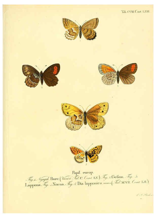 Reproducción/Reproduction 6103326652: Die Schmetterlinge in Abbildungen nach der Natur. v.1 plates. Leipzig :T.O. Weigel,[1829-1839] 