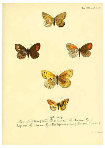 Reproducción/Reproduction 6103326652: Die Schmetterlinge in Abbildungen nach der Natur. v.1 plates. Leipzig :T.O. Weigel,[1829-1839] 