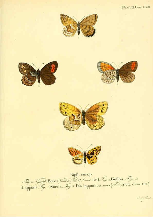 Reproducción/Reproduction 6103326652: Die Schmetterlinge in Abbildungen nach der Natur. v.1 plates. Leipzig :T.O. Weigel,[1829-1839] 