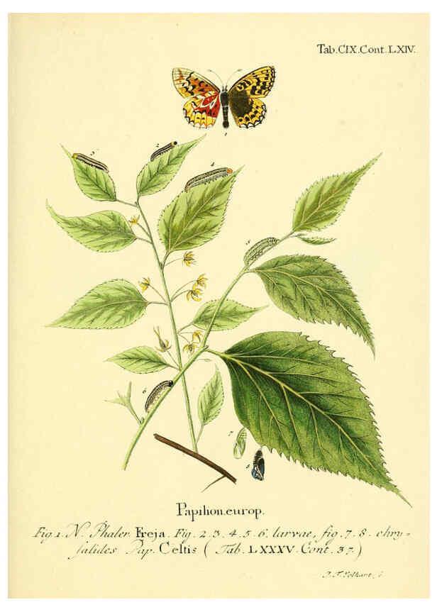 Reproducción/Reproduction 6102780995: Die Schmetterlinge in Abbildungen nach der Natur. v.1 plates. Leipzig :T.O. Weigel,[1829-1839] 
