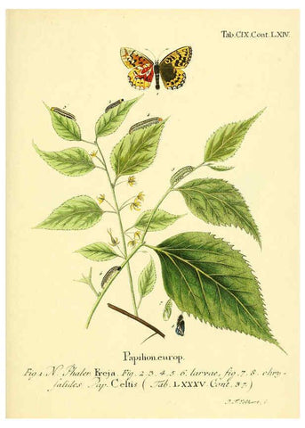 Reproducción/Reproduction 6102780995: Die Schmetterlinge in Abbildungen nach der Natur. v.1 plates. Leipzig :T.O. Weigel,[1829-1839] 