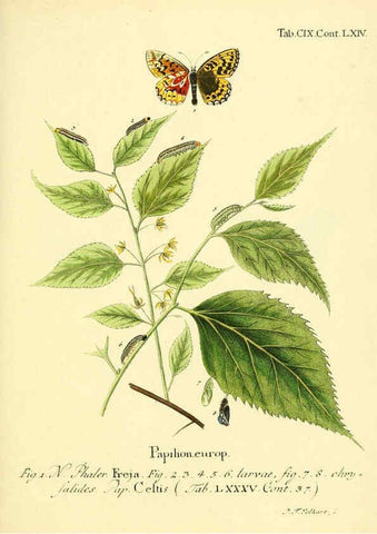 Reproducción/Reproduction 6102780995: Die Schmetterlinge in Abbildungen nach der Natur. v.1 plates. Leipzig :T.O. Weigel,[1829-1839] 