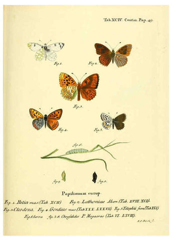 Reproducción/Reproduction 6102776763: Die Schmetterlinge in Abbildungen nach der Natur. v.1 plates. Leipzig :T.O. Weigel,[1829-1839] 
