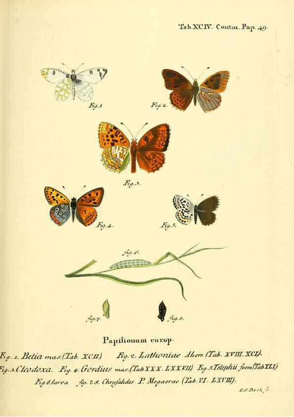 Reproducción/Reproduction 6102776763: Die Schmetterlinge in Abbildungen nach der Natur. v.1 plates. Leipzig :T.O. Weigel,[1829-1839] 