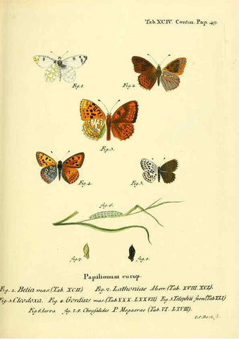 Reproducción/Reproduction 6102776763: Die Schmetterlinge in Abbildungen nach der Natur. v.1 plates. Leipzig :T.O. Weigel,[1829-1839] 