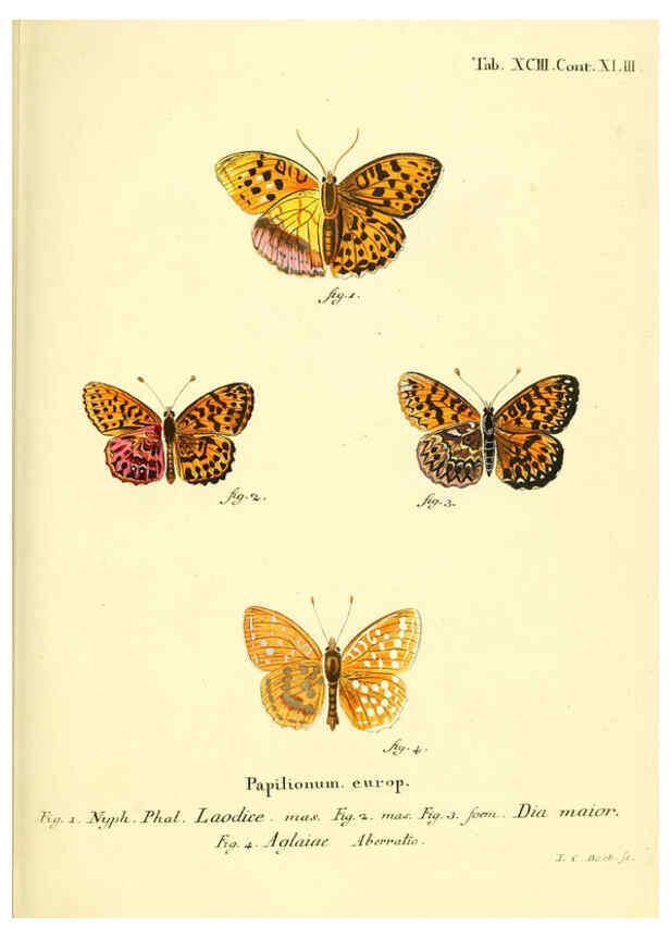 Reproducción/Reproduction 6102776425: Die Schmetterlinge in Abbildungen nach der Natur. v.1 plates. Leipzig :T.O. Weigel,[1829-1839] 
